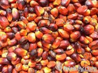 Etra Virgin Palm Oil