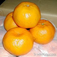 Mandarin