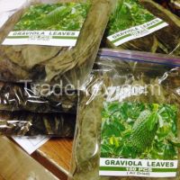 Graviola/Soursop/ Guyabano Air dried leaves
