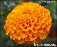 https://www.tradekey.com/product_view/Marigold-Flower-4757957.html