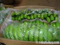 Fresh Green Cavendish Banana