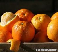 Fresh Oranges