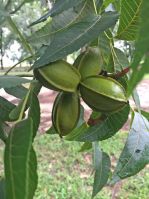 Western Pecan Nuts in Shell