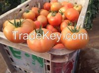 Round tomato of morocco 