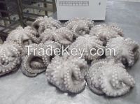 FROZEN Octopus morocco