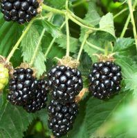 We are selling the best blackberries and raspberries 