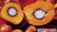 Refined and Crude palm oil