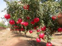 Fresh Pomegranate