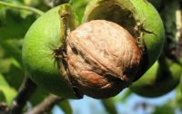 New thin shell walnut 2016