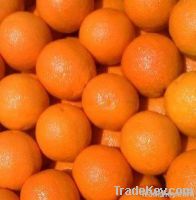 oranges navel