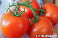 https://ar.tradekey.com/product_view/Fresh-Tomato-4751191.html