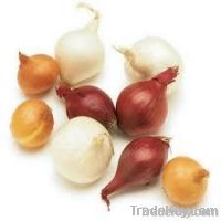 Fresh Yellow  Red Onion