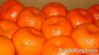 Fresh Mandarin