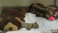 Cheetah Cubs / White Tiger Cubs and Lion Cubs