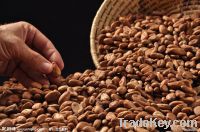 Cocoa Extract