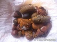 ox and cow gallstones