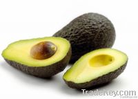 https://es.tradekey.com/product_view/Avocado-aguacate-Hass-4825369.html