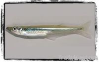 Silversides