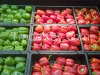 BELL PEPPER ( CAPSICUM )