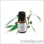 https://ar.tradekey.com/product_view/Eucalyptus-Essential-Oil-4780977.html