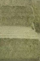 Egyptian alfalfa hay