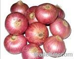 INDIAN RED ONION