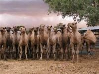 Halal Camel Meat 