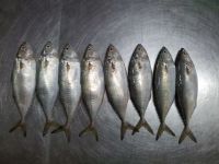 indian mackerel best quality