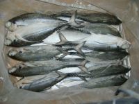 horse mackerel cheap price