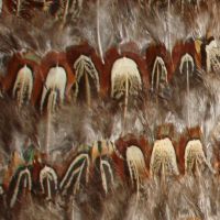 Pheasant feather wallpaper