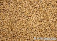 feed barley