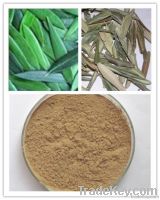 40% Oleuropein olive leaf extract