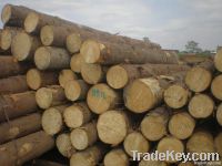 SRUCE/PINE/OAK LOGS