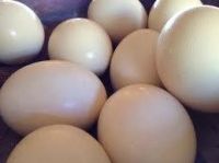 chicken eggs and ostrich eggs