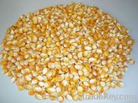 Maize | Maize Exporter |