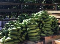 Fresh Cavendish Bananas