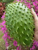 Fresh Soursop Fruits