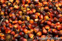 Palm Oil