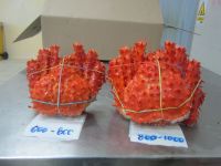 frozen cooked king crab (chile)