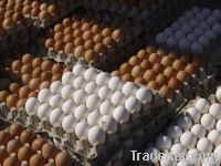 fresh eggs for sale