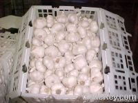 Fresh white garlic