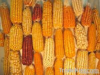 what is maize