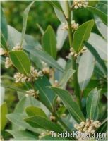 Bay-Leaf(Laurel Leaves)