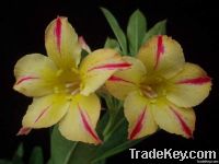 https://fr.tradekey.com/product_view/Adenium-Obesum-Desert-Rose-1985660.html