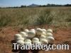 ostrich chicks, feathers ostrich eggs and eggs shell