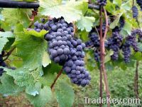 table grapes