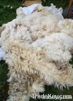 SHEEP WOOL