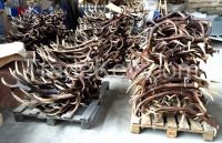 Red Deer Antlers Wholesale Grade Natural Real