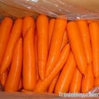 fresh carrots