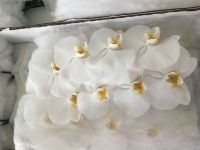 Fresh Cut Flower Phalaenopsis White